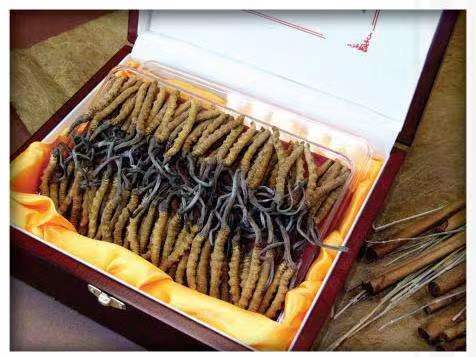 南岳冬虫夏草回收